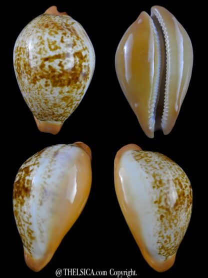 Austrasiatica langfordi moretonensis 62,5 mm F++-0