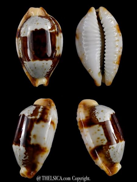 Bistolida stolida crossei 29,4 mm Gem-0