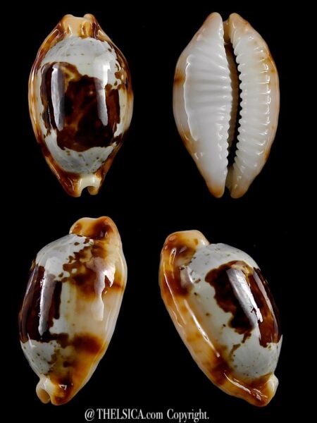 Bistolida stolida crossei 29,9 mm Gem-0