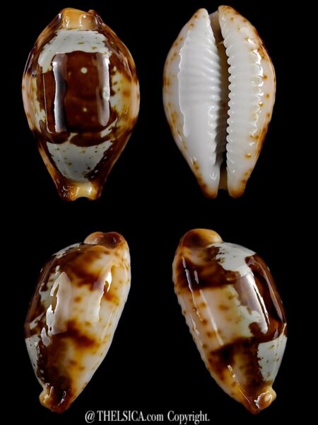 Bistolida stolida crossei 30,7 mm Gem-0
