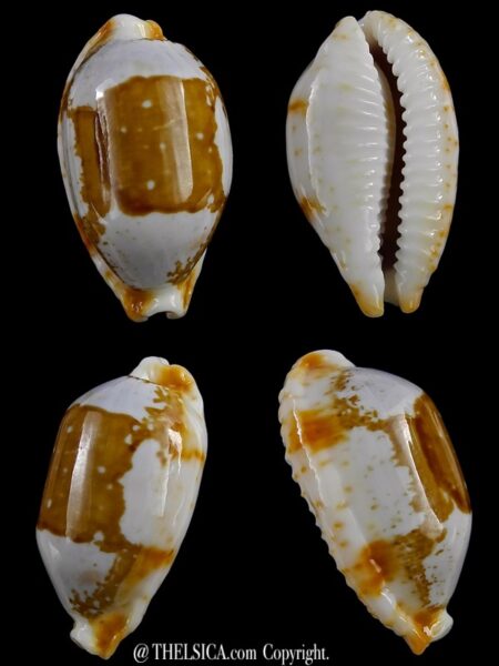 Bistolida stolida crossei ..BIG SIZE... 36,1 mm Gem-0