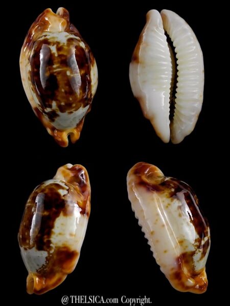 Bistolida stolida crossei N&R 36,8 mm Gem-0