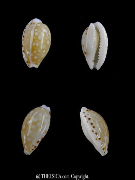 Cribrarula taitae 10,5 mm Gem (-)-0