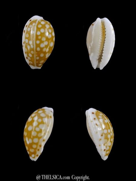 Cribrarula taitae 12,2 mm Gem (-)-0