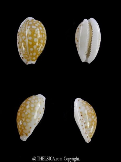 Cribrarula taitae 12,4 mm Gem (-)-0