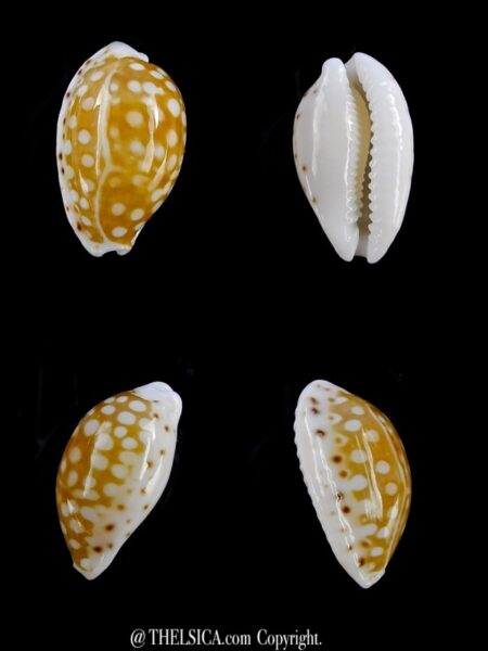 Cribrarula taitae 14,7 mm Gem-0