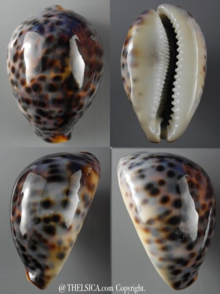 Cypraea tigris 79,6 mm F+++/Gem-0