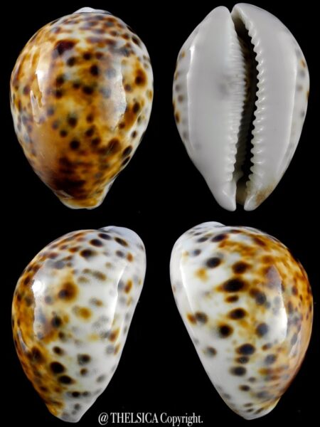 Cypraea tigris 80,7 mm F+++/Gem-0