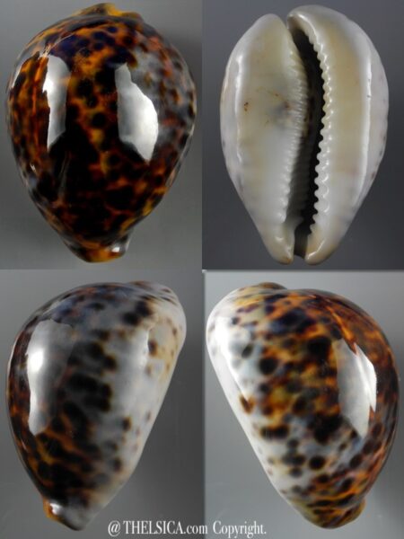 Cypraea tigris 82,3 mm F+++/Gem-0