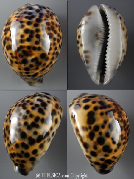 Cypraea tigris 83,2 mm F+++/Gem-0