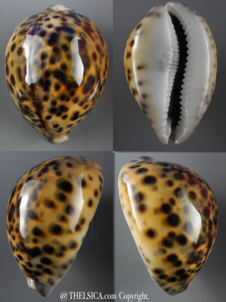 Cypraea tigris 83,7 mm F+++/Gem-0