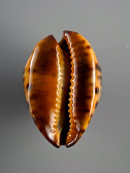 Zoila eludens stricklandi 40,7 mm Gem-19000