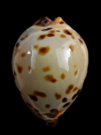 Zoila perlae perlae 43,3 mm Gem-18935