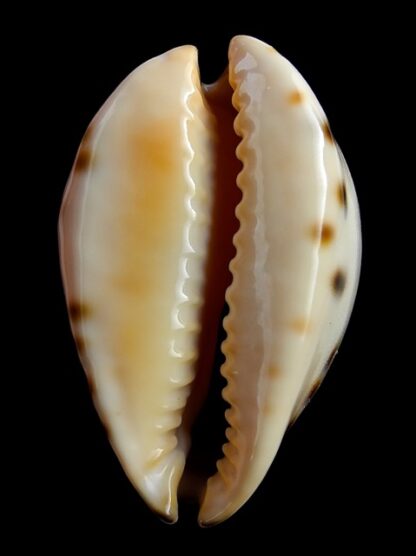 Zoila perlae perlae 43,3 mm Gem-18937