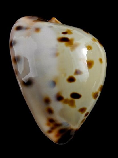 Zoila perlae perlae 43,3 mm Gem-18936