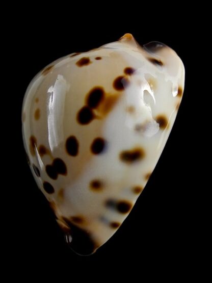 Zoila perlae perlae 43,3 mm Gem-18933