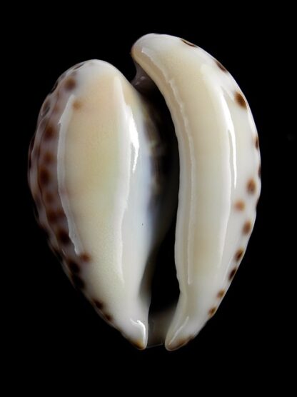 Afrozoila teulerei 43,3 mm Gem-18945