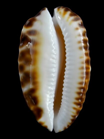 Zoila marginata marginata bataviensis 51,3 mm Gem-19009