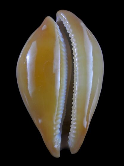 Austrasiatica langfordi moretonensis 62,5 mm F++-19109