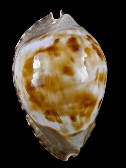 Zoila marginata marginata consueta 59,3 mm Gem-19116