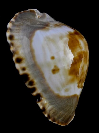 Zoila marginata marginata consueta 59,3 mm Gem-19119