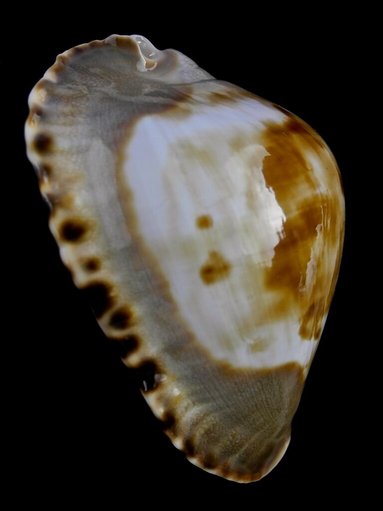 Zoila marginata marginata consueta 59,3 mm Gem Thelsica