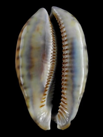 Mauritia asiatica merguina 77,7 mm Gem-19205