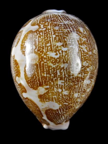 Leporicypraea mappa admirabilis ... Tuamotu White form.. 66 mm Gem-19233