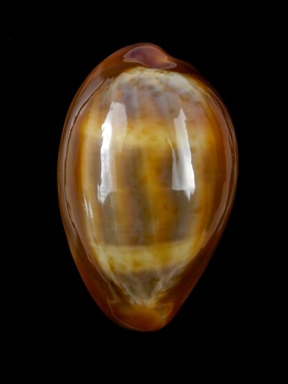 Zonaria pyrum insularum nigromarginata 32,3 mm Gem-19305