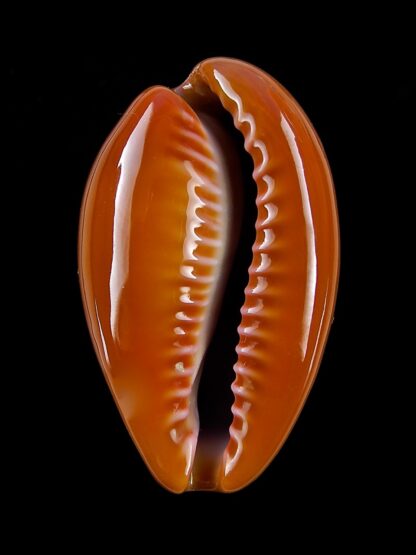 Zonaria pyrum insularum nigromarginata 32,3 mm Gem-19303