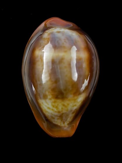 Zonaria pyrum insularum nigromarginata 30,2 mm Gem-19285