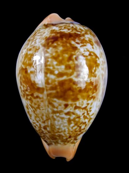 Austrasiatica langfordi moretonensis 60,2 mm Gem (-)-19358