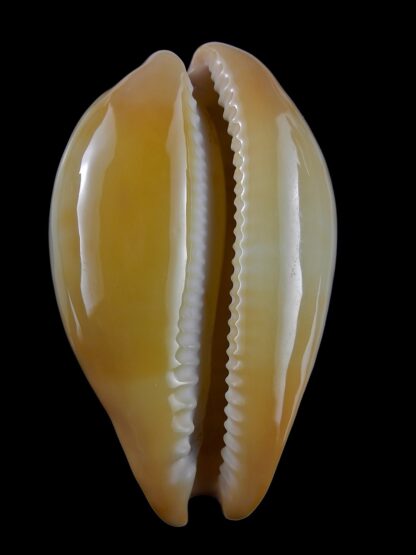 Austrasiatica langfordi moretonensis 60,2 mm Gem (-)-19355