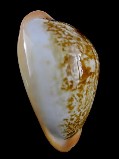 Austrasiatica langfordi moretonensis 60,2 mm Gem (-)-19361