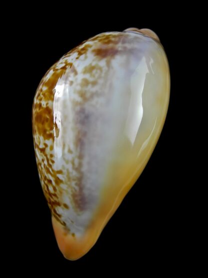 Austrasiatica langfordi moretonensis 60,2 mm Gem (-)-19356