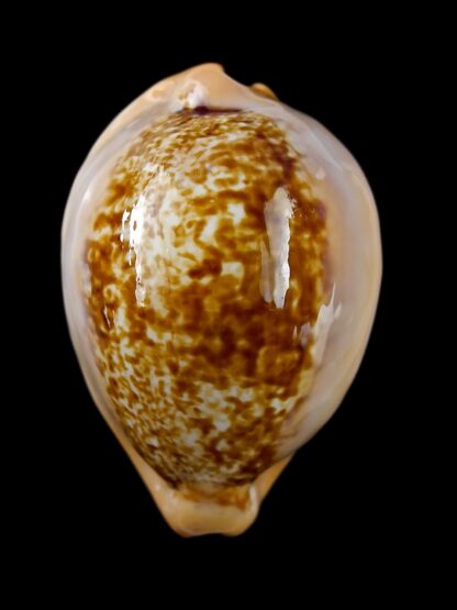 Austrasiatica langfordi cavatoensis 50,1 mm GEM-19330