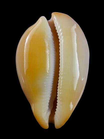 Austrasiatica langfordi cavatoensis 50,1 mm GEM-19329