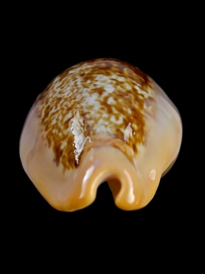 Austrasiatica langfordi cavatoensis 50,1 mm GEM-19328