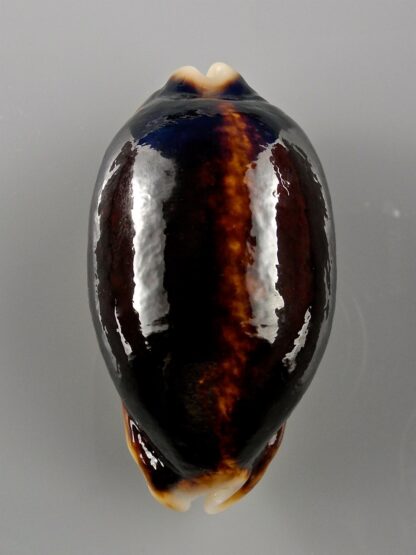 Mauritia eglantina N&R 58,2 mm Gem-19592
