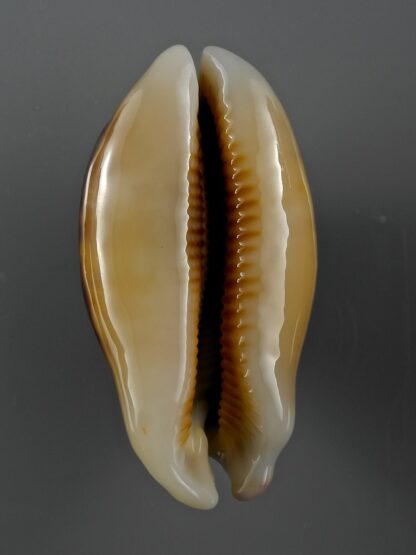 Mauritia eglantina N&R 58,2 mm Gem-19593