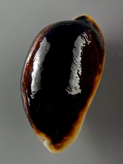 Mauritia eglantina N&R 58,2 mm Gem-19591