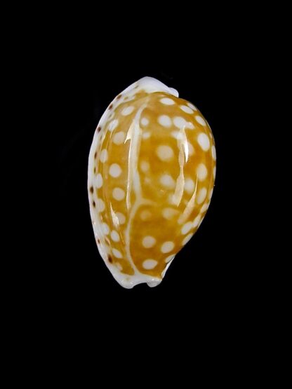 Cribrarula taitae 14,7 mm Gem-19649