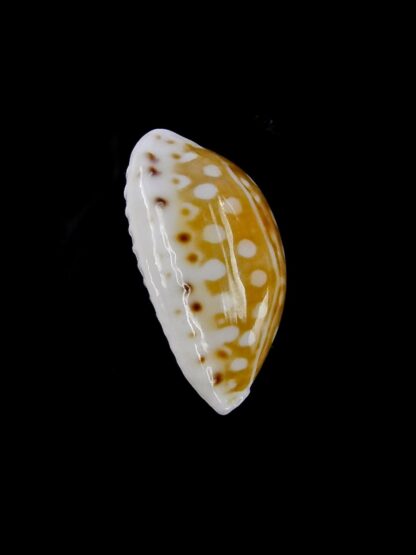Cribrarula taitae 14,7 mm Gem-19648