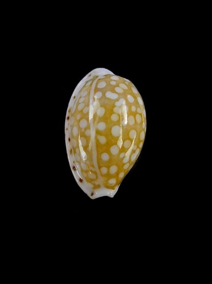 Cribrarula taitae 12,4 mm Gem (-)-19639