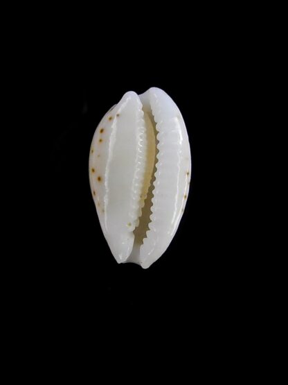 Cribrarula taitae 12,4 mm Gem (-)-19636