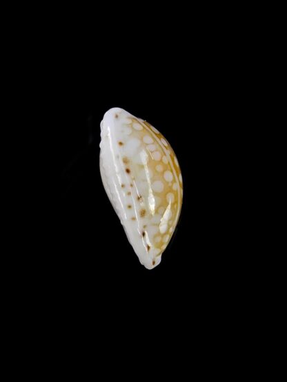 Cribrarula taitae 12,4 mm Gem (-)-19637