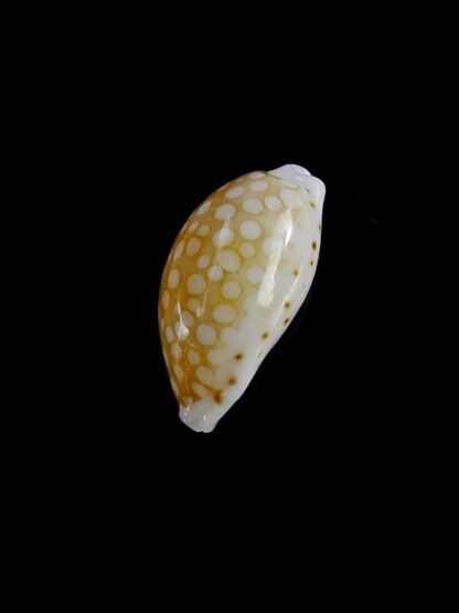 Cribrarula taitae 12,4 mm Gem (-)-19638