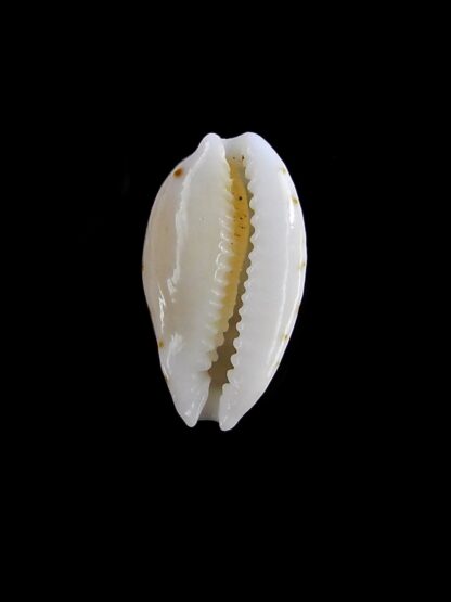 Cribrarula taitae 12,2 mm Gem (-)-19628