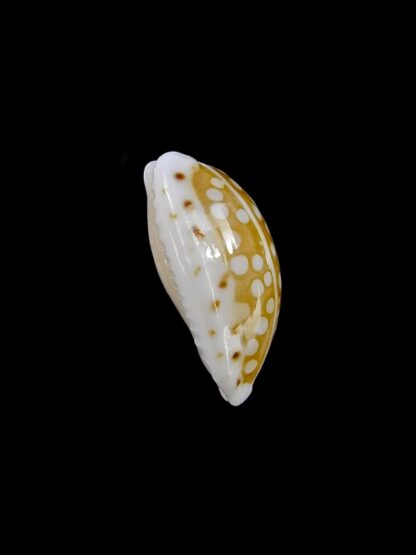 Cribrarula taitae 12,2 mm Gem (-)-19627