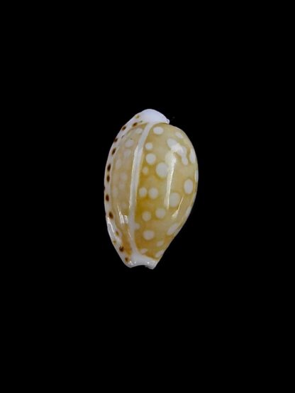 Cribrarula taitae 10,5 mm Gem (-)-19616